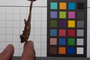 Media type: image;   Herpetology A-139503